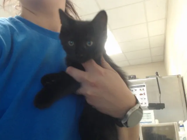 Adoptable Cat