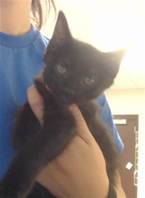 Adoptable Cat