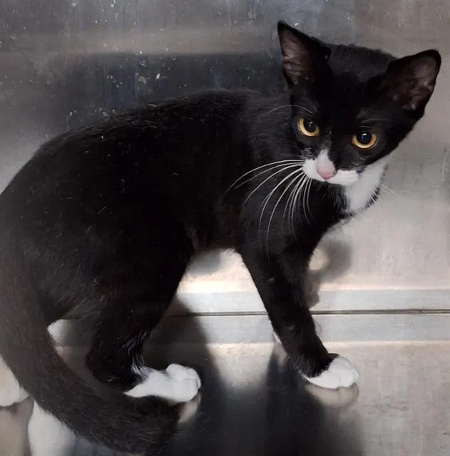 Adoptable Cat