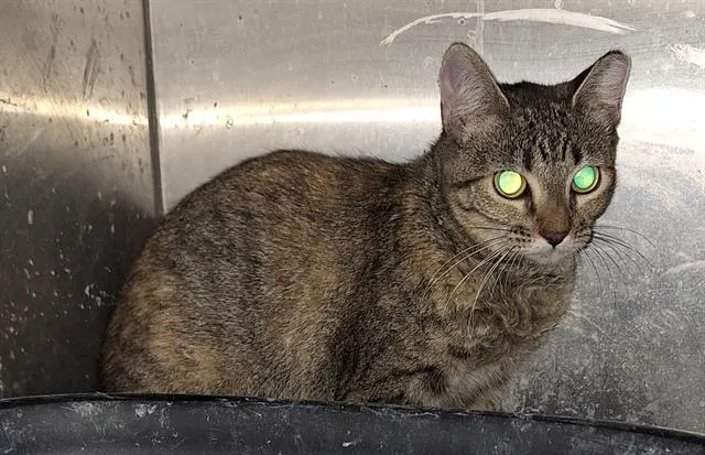 Adoptable Cat