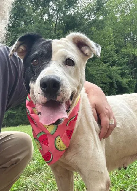 Heidi