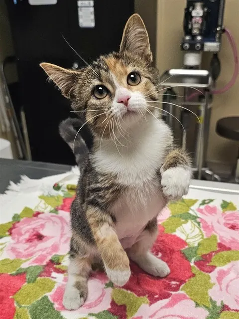 Della