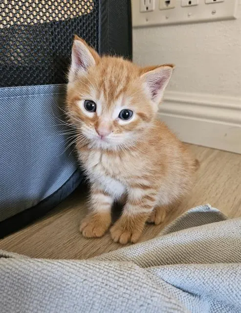 Cheesy Puff