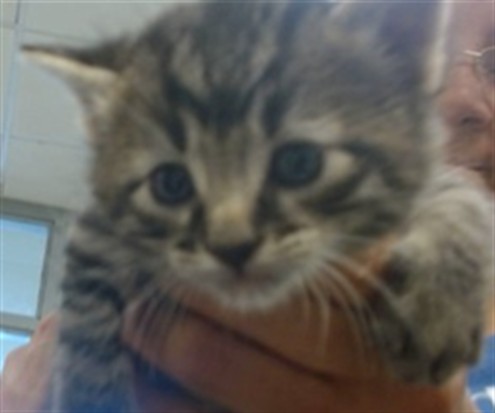 Adoptable Cat