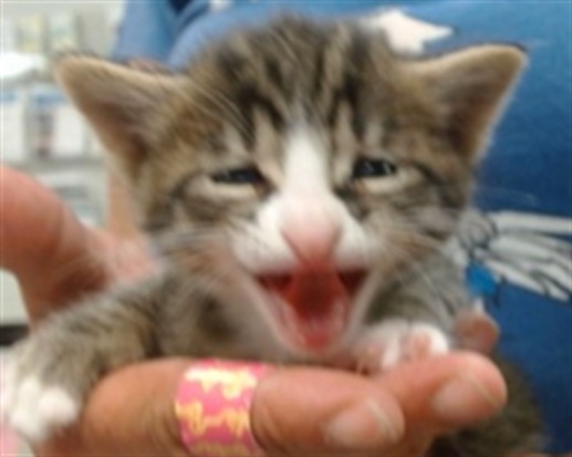 Adoptable Cat