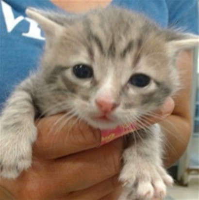 Adoptable Cat