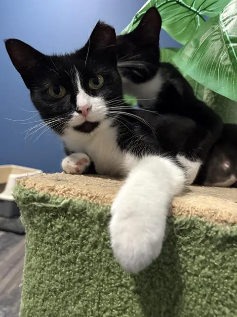 Rosie