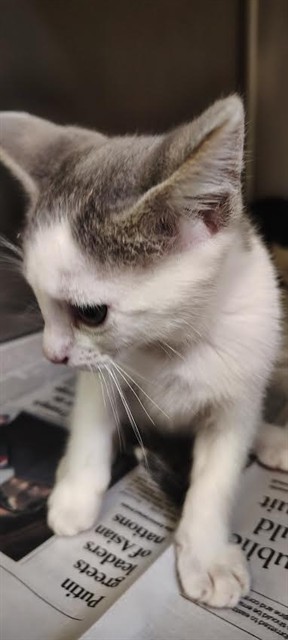 Adoptable Cat