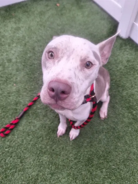Chico