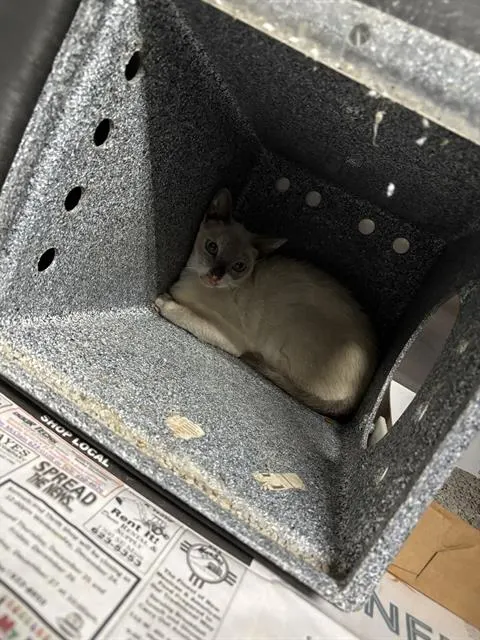Adoptable Cat