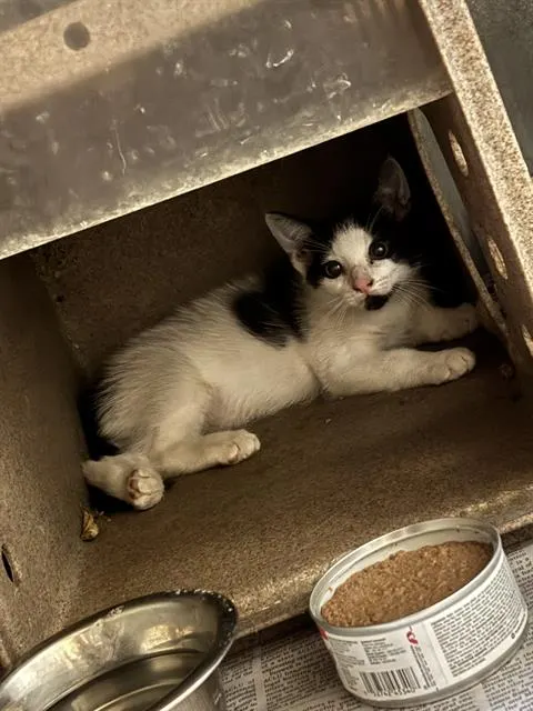 Adoptable Cat