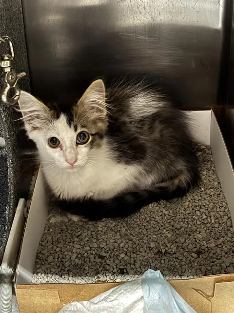 Adoptable Cat