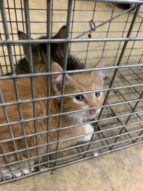Adoptable Cat