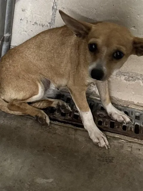 Adoptable Dog