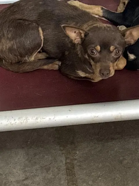 Adoptable Dog