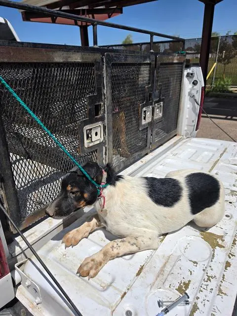 Adoptable Dog