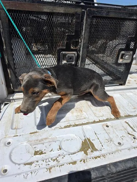 Adoptable Dog