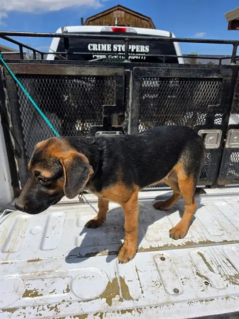 Adoptable Dog