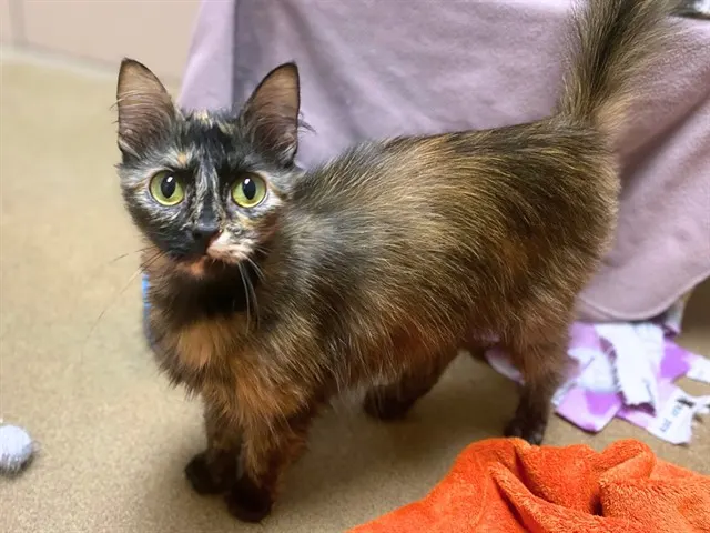 Caramel
