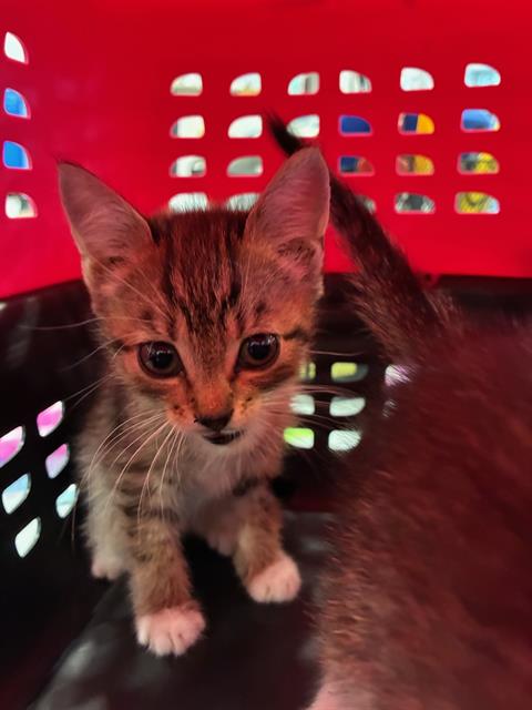 Adoptable Cat