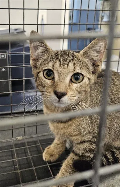 Adoptable Cat