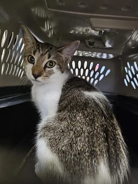 Adoptable Cat