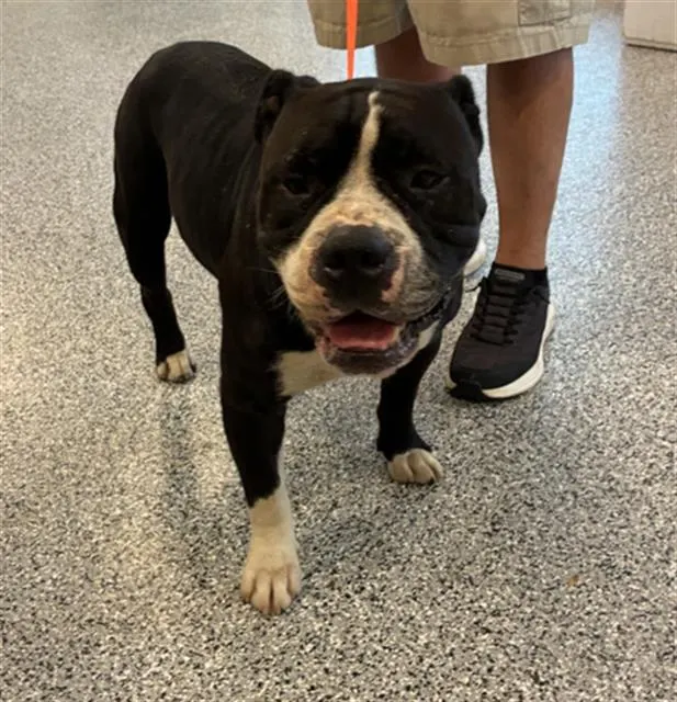 Adoptable Dog