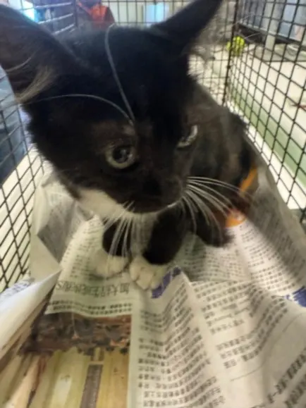 Adoptable Cat