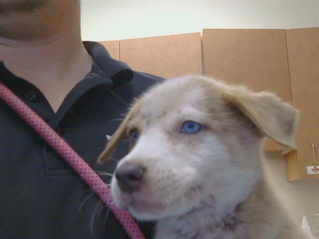 Adoptable Dog