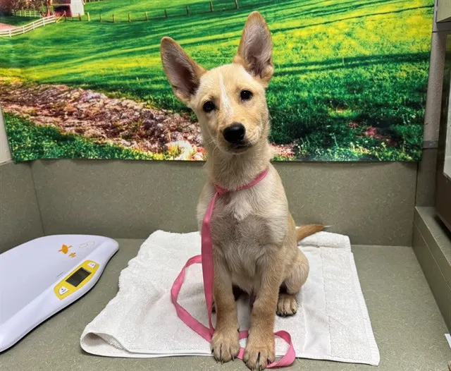 Adoptable Dog