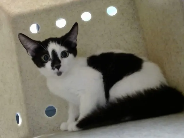 Adoptable Cat