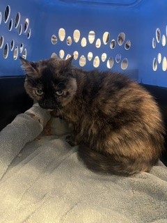 Adoptable Cat