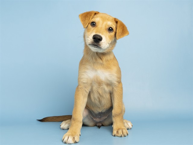 Nala