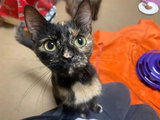 Chocolate