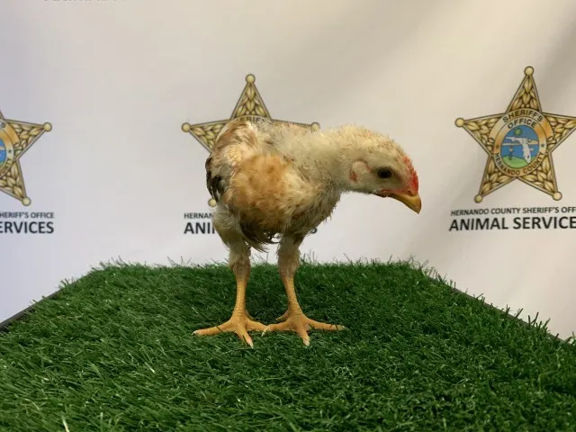 Ed