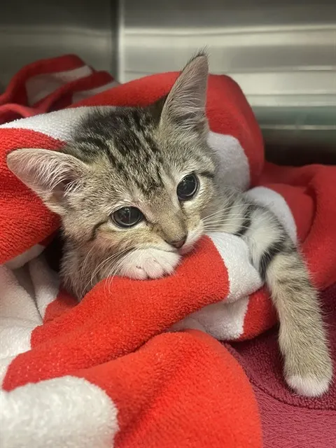 Matilda