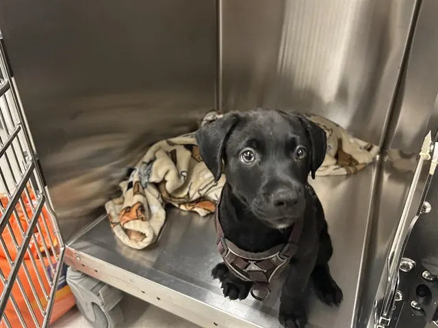 Puppy