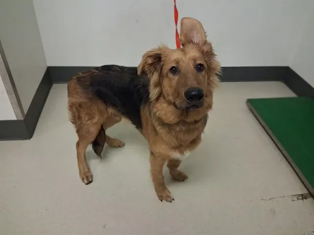 Adoptable Dog