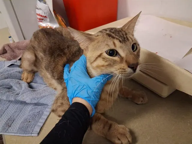 Adoptable Cat