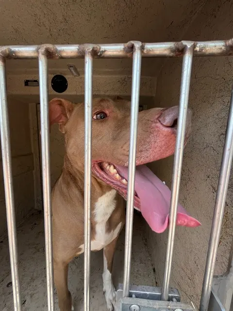 Adoptable Dog