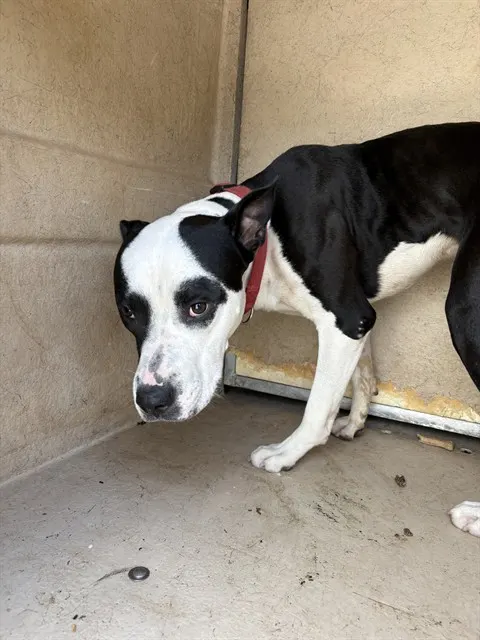 Adoptable Dog