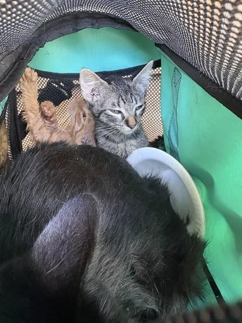 Adoptable Cat