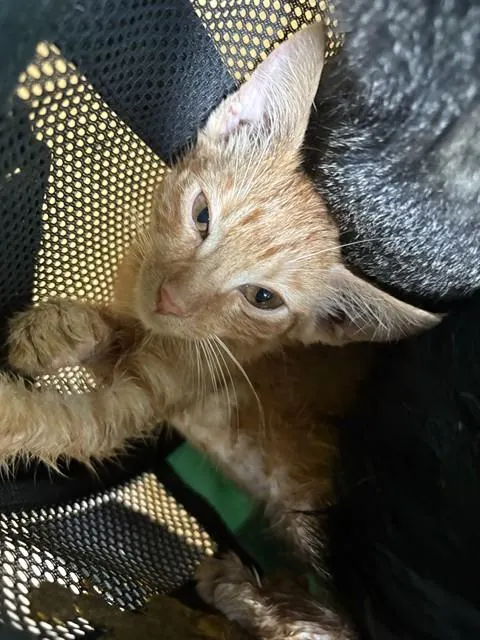 Adoptable Cat