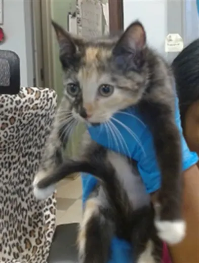 Adoptable Cat