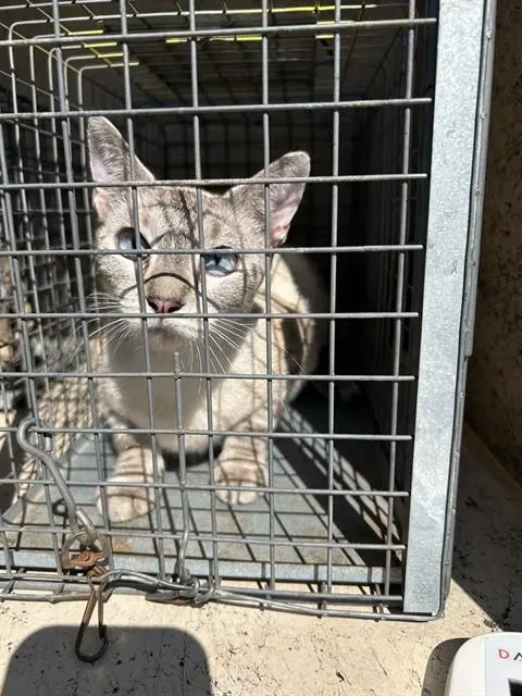 Adoptable Cat