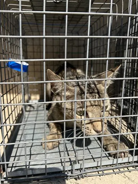 Adoptable Cat