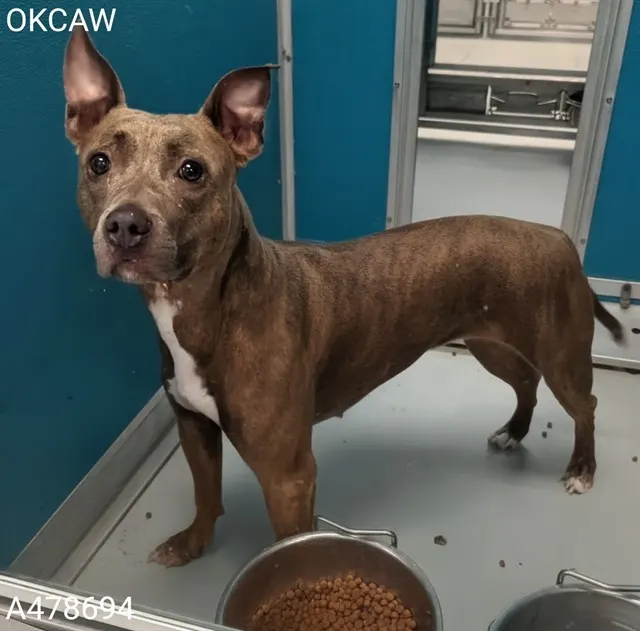 Adoptable Dog