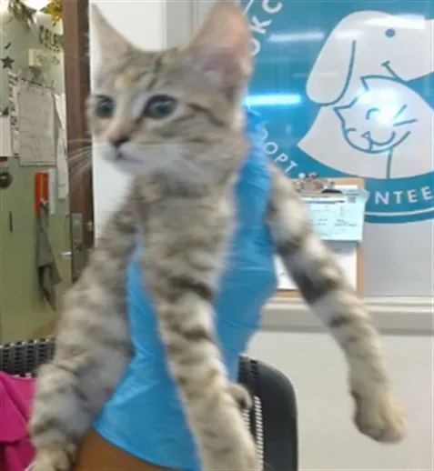 Adoptable Cat