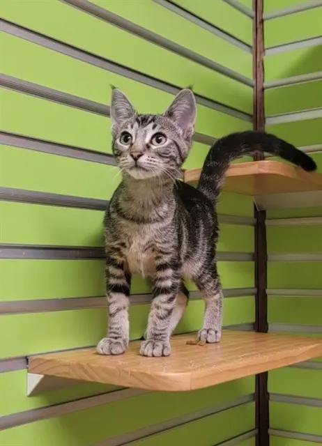 Cori