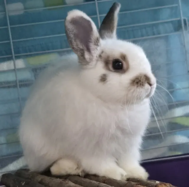 Gus